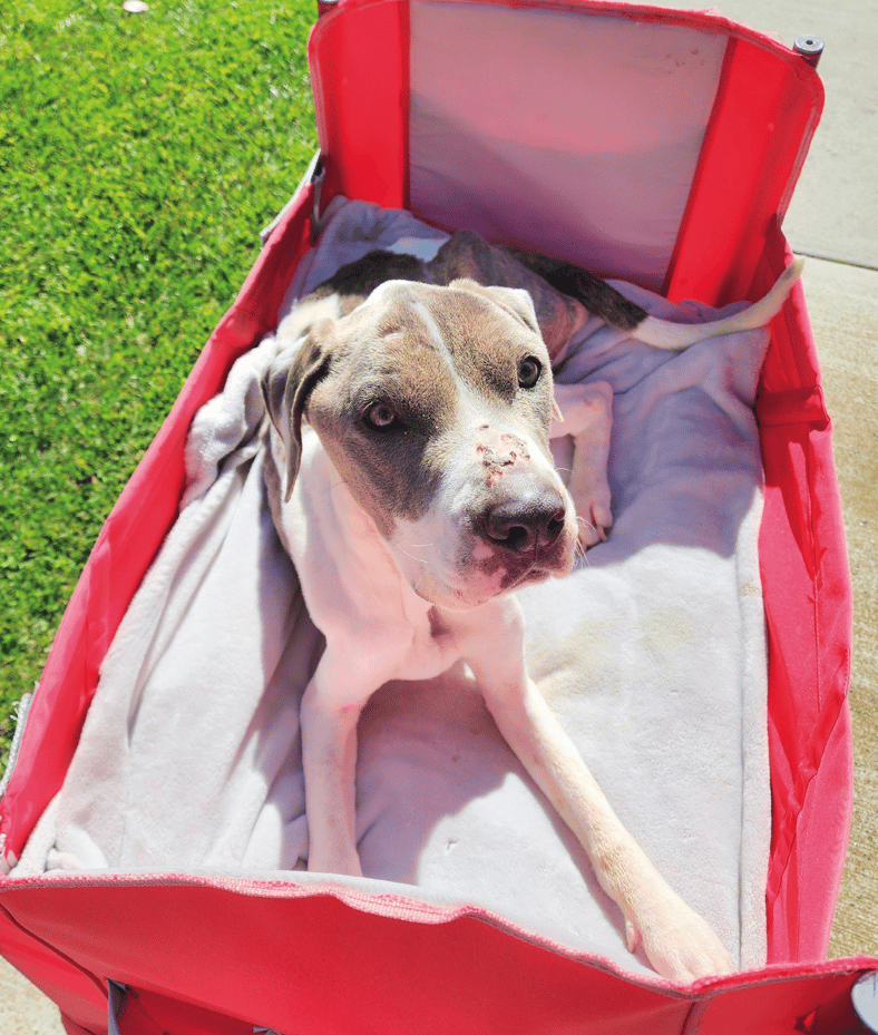 The Dog Who Changed Me: Valerie